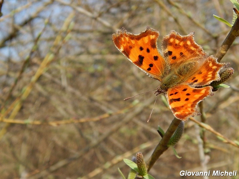 Polygonia c album